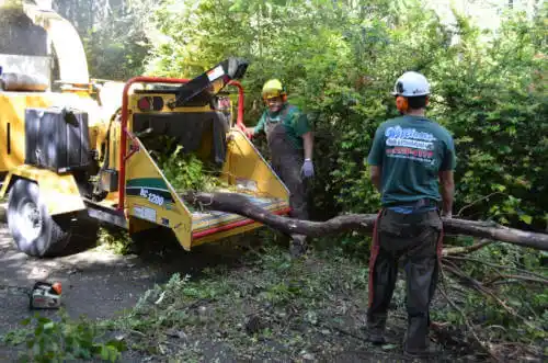 tree services Satellite Beach